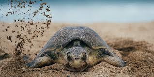 "La Tortuga Viva" Online Auction banner image