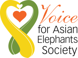 The Forgotten Elephants of Odisha Virtual Auction banner image