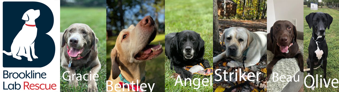 BLRR Fall Auction 2024 banner image