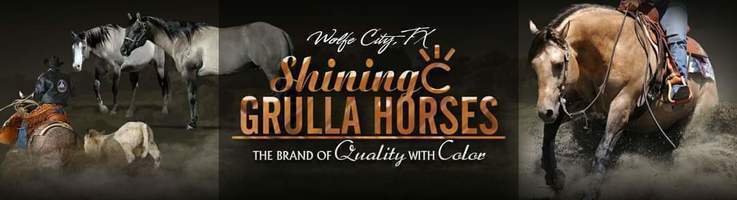 Shining C Grulla Horses 2024 Winter Sale banner image