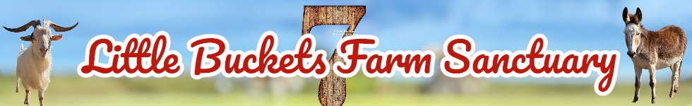 Celebrating 7 Years of Sanctuary - Little Buckets banner image