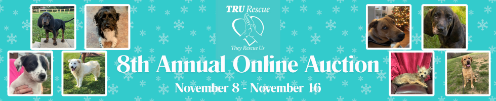 8th Annual Online Auction banner image