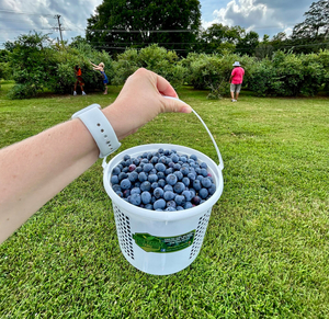 Biodynamic Blueberries - pick your own