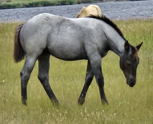 Kros Blue Bailey x An Elegant Blue filly