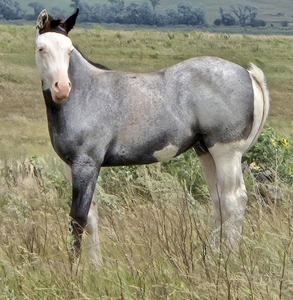 Kros Blue Bailey x JT Blue Robin filly