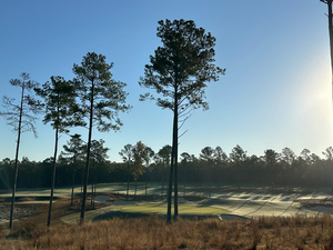 Broomsedge - Rembert, South Carolina