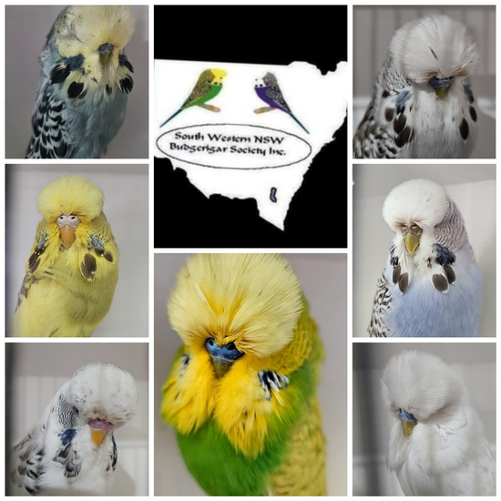 South Western NSW Budgerigar Society