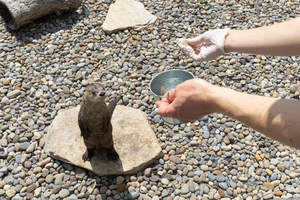 Breakfast with the Otters at the EcoTarium