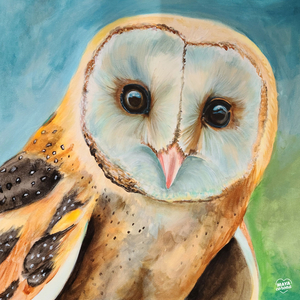 Donny The Owl