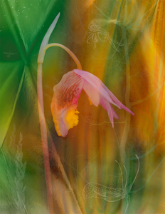 "Blooming"