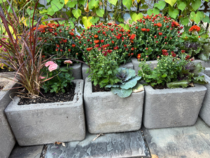 Small Planter Filled With Butterfly HOST PLANTS!