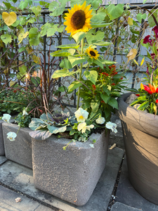 LARGE Planter Filled With Butterfly HOST PLANTS!