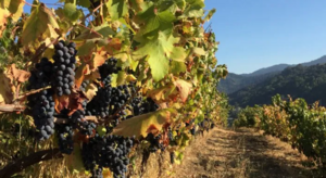 Garrod's Farm Stroll & Sip for Six