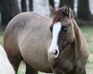 Black Gotta Gun x Frozen Bourbon filly