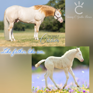 Dun Splash Of Cream x I Need A Nu Cocktail colt