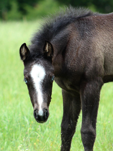 Black Voodoo Dr x Big Time Dreamer colt