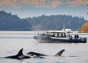 #05: Maya's Legacy Whale-Watching Trip for Two #1