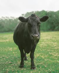 $1500 Gift Certificate to Alberta Prairie Meats