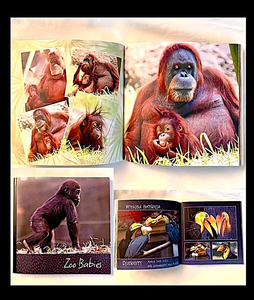 "Zoo Babies" photo book