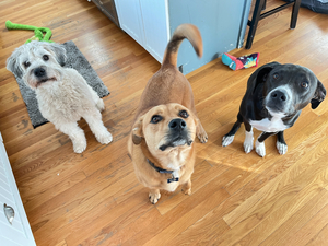 * New Item! Dog Training - 2 hours