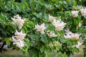 #13 Lilac Landscape