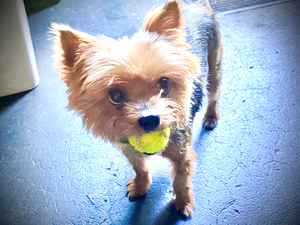 Playdate with ARWEN at the ArieScope Studio