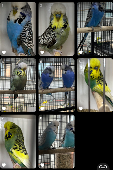 ANTHONY STARCEVIC - AS1 BUDGERIGARS