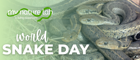 My Nature Lab - Center for Snake Conservation