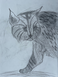 “Bobcat” by Remi N