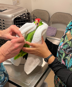 Donate to sponsor a vet visit