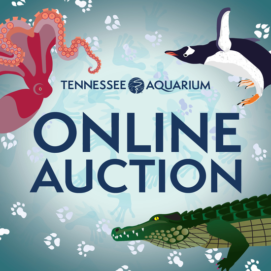 Tennessee Aquarium