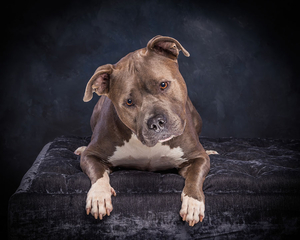 $995 Portrait Sitting with Artage Portraits (Pet)