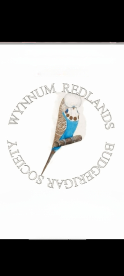 Wynumm redlands budgerigar society