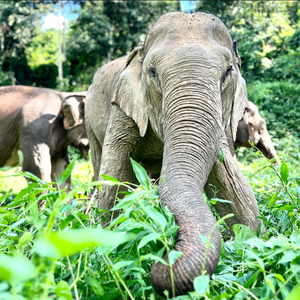 2 Night  Stay  for 2 @ BLES in Thailand