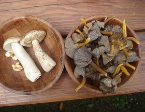 Mushrooms: Weird, Wonderful and Worth a Hike