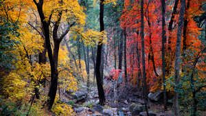 Fall Colors by Jay Hemphill