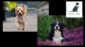 Cedar & Bark Photography Experience