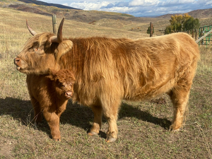 A Day on Glas Deffryn Ranch