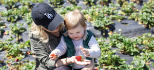 Strawberry Picking for 4 at at The Ecology Center