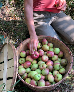 Badger Nursery Apple Tree #2