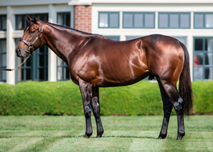 157. Halter Worn by Flightline & Ball Cap