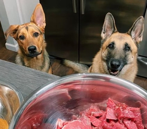 A Year of Smoked Dog Treats from Jax & Josie’s