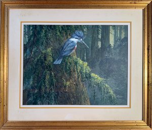 King Fisher in Old-Growth by L.N. Eifert