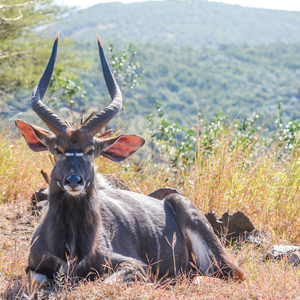 Travel: African  Safari  - South Africa