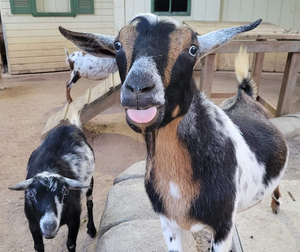 013 Goat Painting Experience @ Cincinnati Zoo