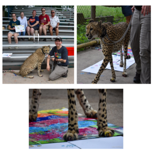 Behind-the-Scenes Cheetah Experience for 4