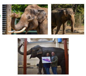 Elephant Extravaganza Tour for 4