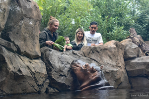 Behind-the-Scenes Hippo Encounter for 4