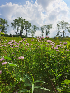 Help Support the Prairie Restoration Program!
