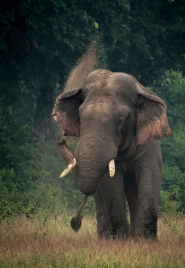 The Elephant Initiative